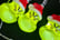 Christmas-Grinch-String-Light-4