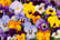 Pansy-Colourburst-30-Plants-1