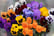 Pansy-Colourburst-30-Plants-2