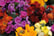 Wallflower-'Harlequin-Mixed'-2