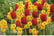 Spring-Com1729785114291