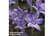 brodiaea.j1729785131144