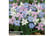 ipheion.jp1729785132273