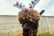 Christmas Alpaca Walking & Feeding Experience - 45 Minutes-  Macclesfield Alpacas 