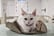 1 Hr Cat Cafe Entry + Hot Drink & Snack for 1 - 4 People - Glasgow