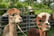  Alpaca Experience Voucher - Hampshire 