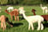 Alpaca Experience Voucher - Hampshire 