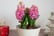 Pre-Sale-13th-Dec-Hyacinth-Scented-Pink-Pearl-5-Bulbs-2