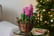 Pre-Sale-13th-Dec-Hyacinth-Scented-Pink-Pearl-5-Bulbs-3