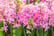 Pre-Sale-13th-Dec-Hyacinth-Scented-Pink-Pearl-5-Bulbs-4