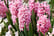 Pre-Sale-13th-Dec-Hyacinth-Scented-Pink-Pearl-5-Bulbs-5