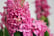 Pre-Sale-13th-Dec-Hyacinth-Scented-Pink-Pearl-5-Bulbs-6