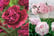 Peony Mixed Montage