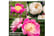 peony-trio1733143067298