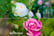 rose-duo1.1733143090425