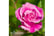 rose-duob.1733143092648
