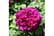 ROSE-V47541733143093714