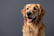 Dog Photoshoot Including 3 Images - Kline Studios - Burton Latimer