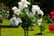 Pair-of-Rose-Patio-Standard-Trees-40cm-2