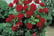 feed_opt_google_Pair-of-Rose-Patio-Standard-Trees-40cm-5