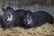 Two Wombats sat in hay