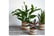 BASK_NATUR1737716873422