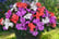 PRE-SALE-15TH-APRIL-Summer-Patio-Container-2
