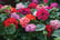 PRE-SALE-15TH-APRIL-Summer-Patio-Container-4