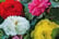 feed_opt_google_PRE-SALE-28TH-FEB-Mixed-Begonia-Collection-5