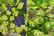 hydr-green1739178607304