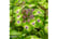 HYDR_GREEN1739178608707