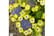 HYDR_GREEN1739178611513