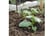 1550061_copy