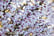 cherry.jpg1739809797395