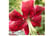 TREE-KB3971739809819913