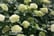 HYDR_LIMER1739809858581