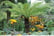 Dicksonia-1739809884842