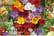 FREE_PATIO1739889064617