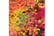 acer-autum1739889072006