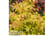 ACER_PALMK1739889122292