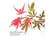 ACER_SHAIN1739889146738