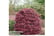 ACER_SHAIN1739889150179