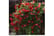BASK_BLOOM1739984031866