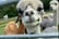 Up to 90 Min Alpaca Meet & Greet w/ Trek - Bishop Auckland - 1 or 2