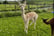 Up to 90 Min Alpaca Meet & Greet w/ Trek - Bishop Auckland - 1 or 2 (3)