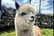 Up to 90 Min Alpaca Meet & Greet w/ Trek - Bishop Auckland - 1 or 2 (4)