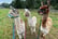 Up to 90 Min Alpaca Meet & Greet w/ Trek - Bishop Auckland - 1 or 2 (5)