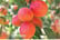 apri-fla.j1740416265683