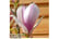 MAGN_REDLU1740674117322