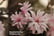 MAGN_PINKP1740674134269